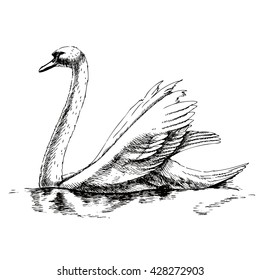 Hand drawn swan. Realistic vector illustration for your design.