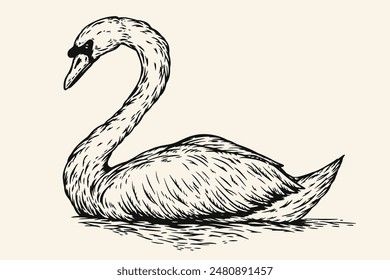 Cisne dibujado a mano en estilo boceto. Ilustración de pájaro de Vector monocromo aislado sobre fondo blanco.