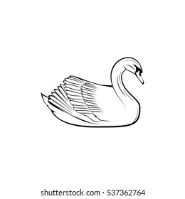 Hand drawn swan. Vector illustration isolated on white background