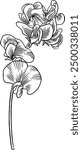 Hand drawn Sweet Pea Flower Sketch Illustration