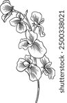 Hand drawn Sweet Pea Flower Sketch Illustration