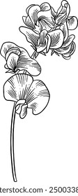 Handgezeichnete Sweet Pea Flower Skizze Illustration