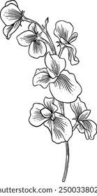 Handgezeichnete Sweet Pea Flower Skizze Illustration