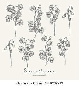 Hand drawn sweet pea. Spring flowers set. Garden plants. Botanical vector illustration. Engraving style.