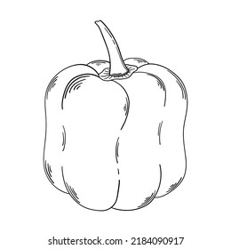 Pimenta dulce dibujada a mano aislada en un fondo blanco. Doodle, simple ilustración de contorno. Se puede usar para la decoración de textiles, papel.