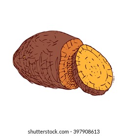 Hand drawn sweet potato. Half and slice of tuber. Vegetarian low calories food. Agriculture plant. Vector illustration isolated on white background.