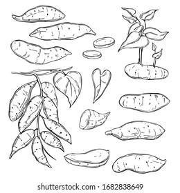 Hand drawn sweet potato on white background. Vector sketch  illustration.