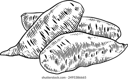 Hand drawn Sweet Potato Sketch Illustration