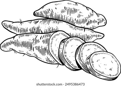 Hand drawn Sweet Potato Slices Sketch Illustration