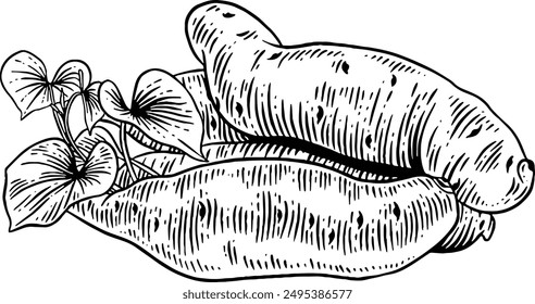 Hand drawn Sweet Potatoes with Leaves Sketch Illustration