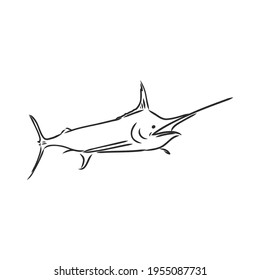Hand drawn swordfish. Vector illustration in sketch style