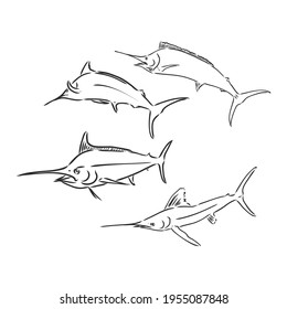 Hand drawn swordfish. Vector illustration in sketch style