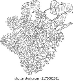 Hand drawn syringa graphic line