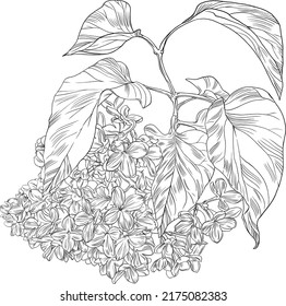 Hand drawn syringa graphic line