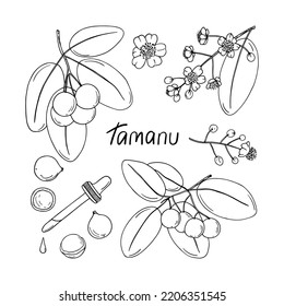 Hand drawn tamanu plant sketch