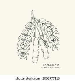 Hand Drawn Tamarind. Botanical Line Art Illustration