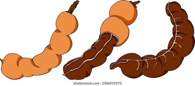 Hand drawn Tamarind (Tamarindus indica). Vector colored illustration.