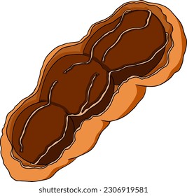 Hand drawn Tamarind (Tamarindus indica). Vector colored illustration.