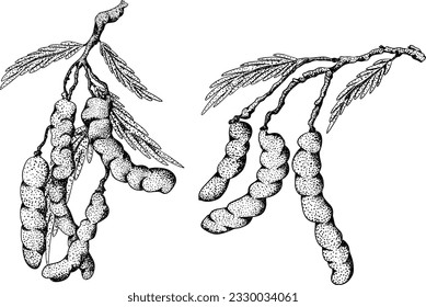 Hand drawn Tamarind (Tamarindus indica). Vector engraving illustration.