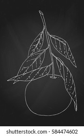 Hand drawn tangerine fruit sketch. Vector illustration in white over textured black background.