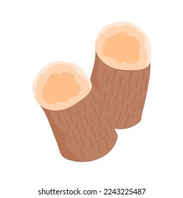 hand drawn tapioca plant illustration 