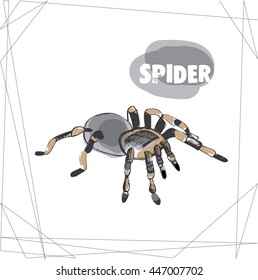 hand drawn tarantula spider vector. White background