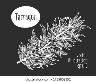 Hand drawn tarragon illustration. Vector herb sketch on chalk board.