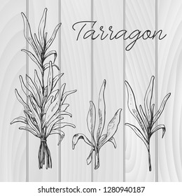 Hand drawn tarragon. Vector illustration of a sketch style