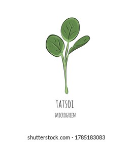 Hand drawn tatsoi micro greens. Vector illustration in sketch style isolated on white background.