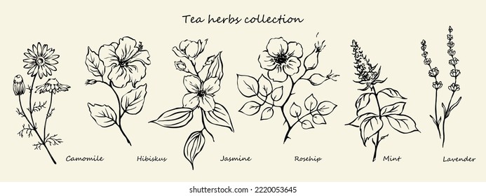 Hand drawn tea herbs collection. Set of herbal tea design elements. Outline drawings of mint, camomile, rosehip, hibiskus, jasmine, lavender.
