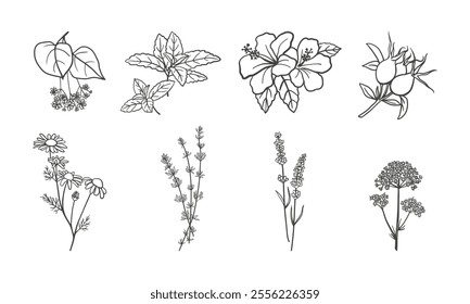 Hand drawn tea herbs collection. Set of herbal tea design elements. Outline drawings of mint, chamomile, rosehip, hibiscus, lavender, thyme, linden and valerian