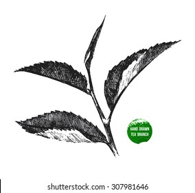 hand drawn tea leaf on white background