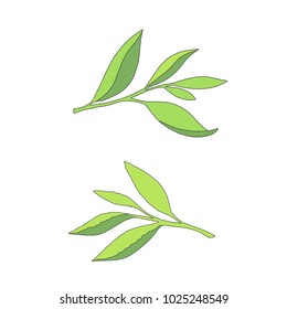 Hand drawn tea leaves.