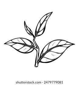 hand drawn tea leaves and branches for element decoration