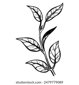 hand drawn tea leaves and branches for element decoration