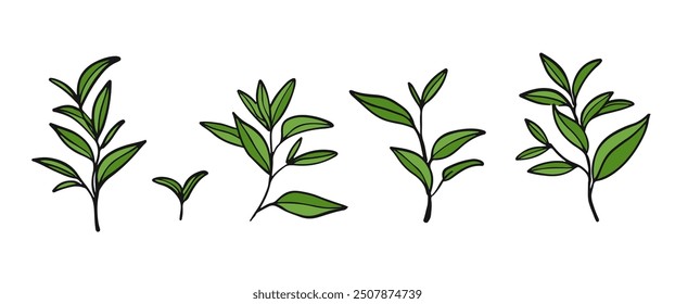 Hand drawn tea leaves. Set of green tea branches. Botany vector illustration. Matcha tea.