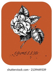Hand drawn Tea Rose in vintage style. Drawn rose with white backing, color layer and white background are in separate layers