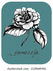 Hand drawn Tea Rose in vintage style. Drawn rose with white backing, color layer and white background are in separate layers
