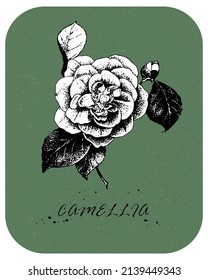Hand drawn Tea Rose in vintage style. Drawn rose with white backing, color layer and white background are in separate layers