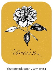 Hand drawn Tea Rose in vintage style. Drawn rose with white backing, color layer and white background are in separate layers