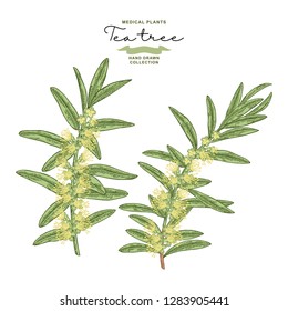 Hand drawn tea tree branches with flowers isolated on white background. Melaleuca plant. Vector botanical illustration.