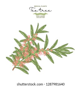 Hand drawn tea tree branches with flowers isolated on white background. Melaleuca plant. Vector botanical illustration.