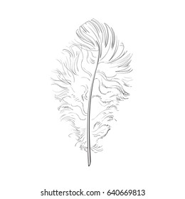 Hand drawn tender, fluffy black and white bird feather, sketch style vector illustration on white background. hand drawing of scarlet, tender feather