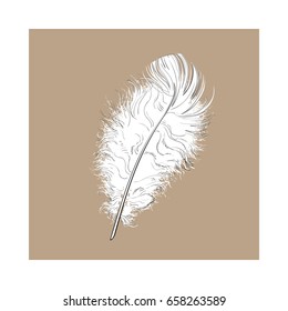 Hand drawn tender, fluffy black and white bird feather, sketch style vector illustration on brown background. hand drawing of scarlet, tender feather