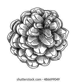 Hand drawn textured fir pine cone vector illustration.