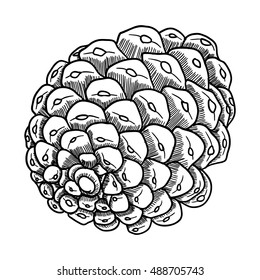 Hand drawn textured fir pine cone vector illustration.