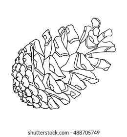 Hand drawn textured fir pine cone vector illustration.