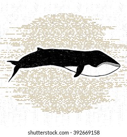 Hand drawn textured icon with fin whale vector illustration.