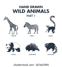 Hand drawn textured wild animals icons set with giraffe, zebra, lemur, panda, porcupine, and raccoon vector illustrations.