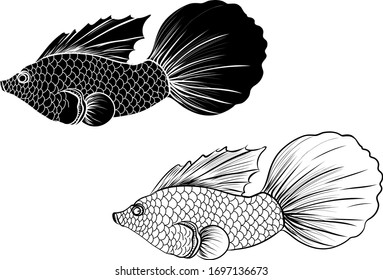 Hand drawn Thai beta fish isolate on white background.